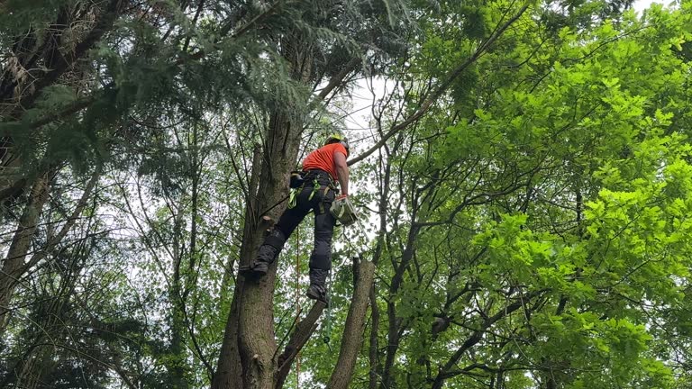 How Our Tree Care Process Works  in Middleton, ID